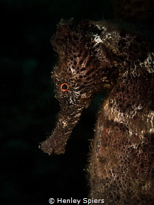 'Strange Beauty'
A Longsnout Seahorse from St Lucia by Henley Spiers 